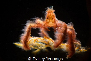 Orangutan crab by Tracey Jennings 